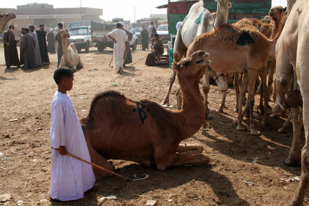 Visiting the Birqash Camel Market