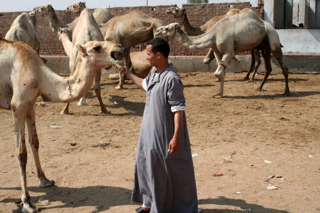 Visiting the Birqash Camel Market